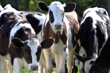 Info Hub - Calves