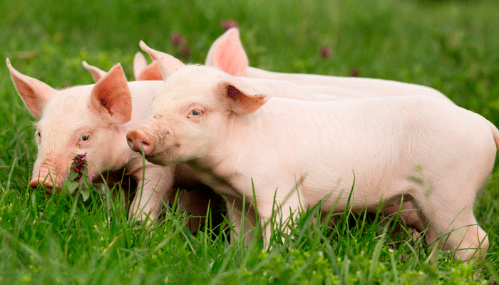 3-piglets-grass-gallery-resized 3-piglets-grass-gallery-resized