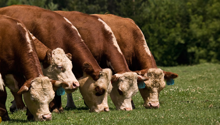 4-herefords-grazing-line-home-gallery 4-herefords-grazing-line-home-gallery