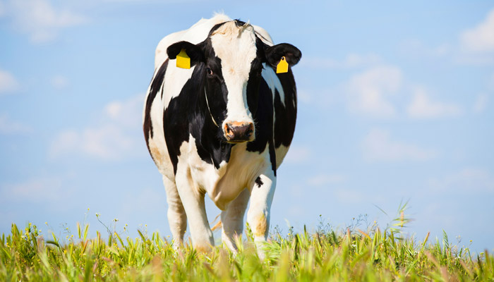Friesian-adult-field-home-gallery Friesian-adult-field-home-gallery
