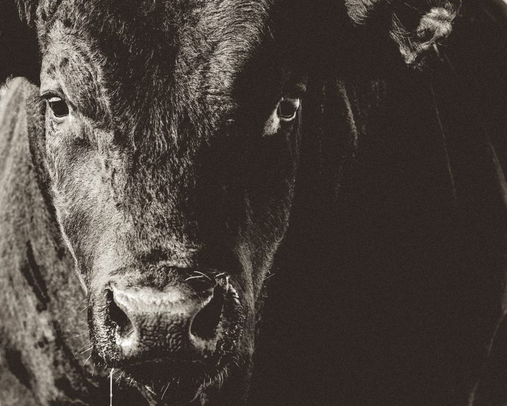Market Report Beef Black Angus Close Up