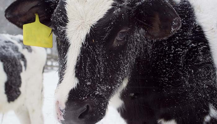 Moooo Moooo