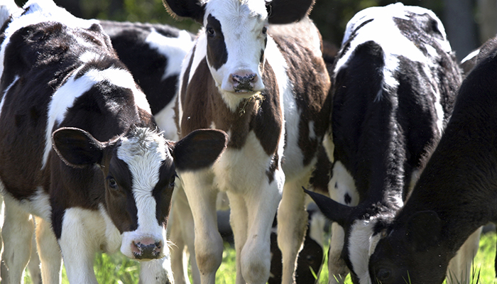 friesian-group-calves-field-700px friesian-group-calves-field-700px