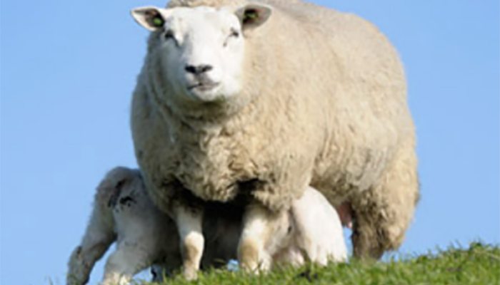 info_hub_sheep_700px info_hub_sheep_700px