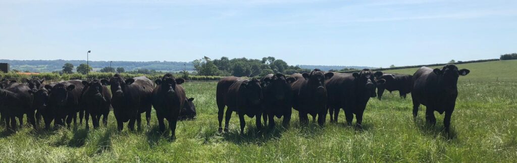 Robert Fox Cattle