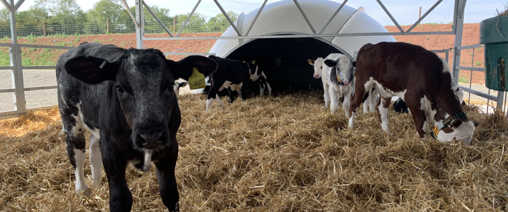 baby reared calves